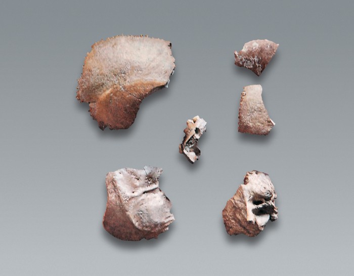 侯家窑一许家窑遗址出土 的人头骨化石
